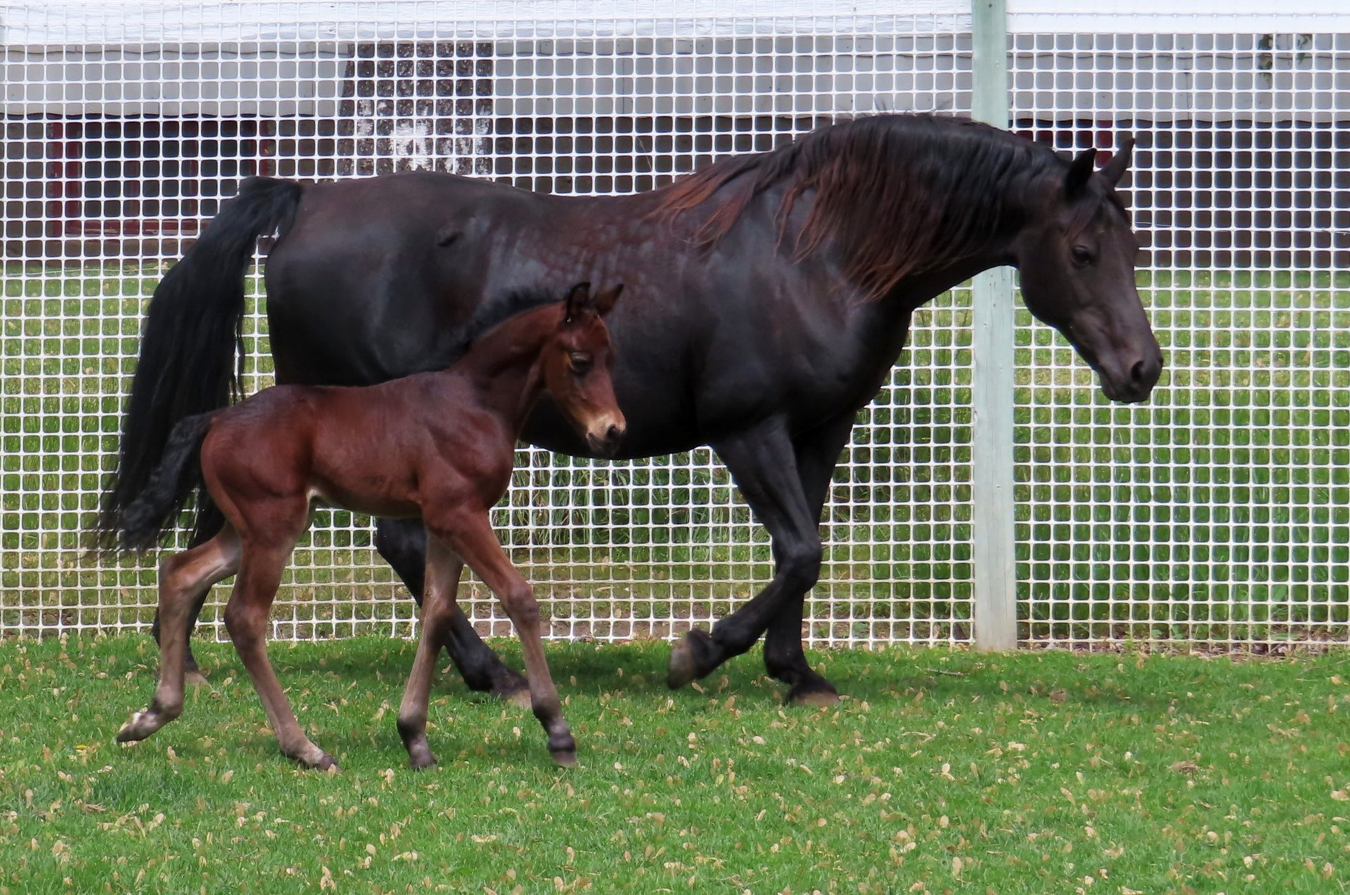 Okan Lexus and Okan Infinity