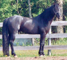 Eastbrook Osiris Mouse