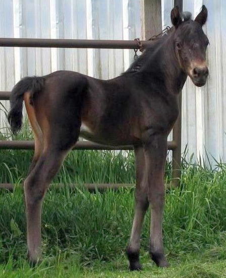 Okan Lexus as a foal