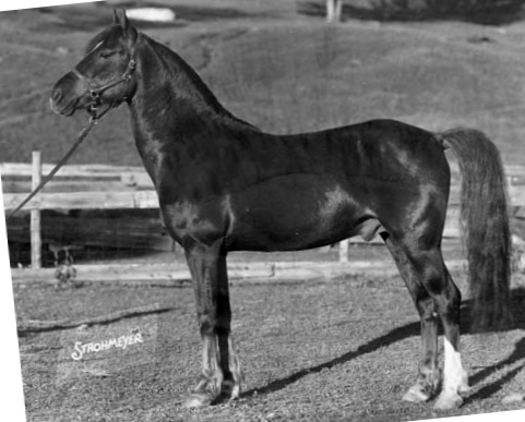 Lippitt Ethan Ash-01