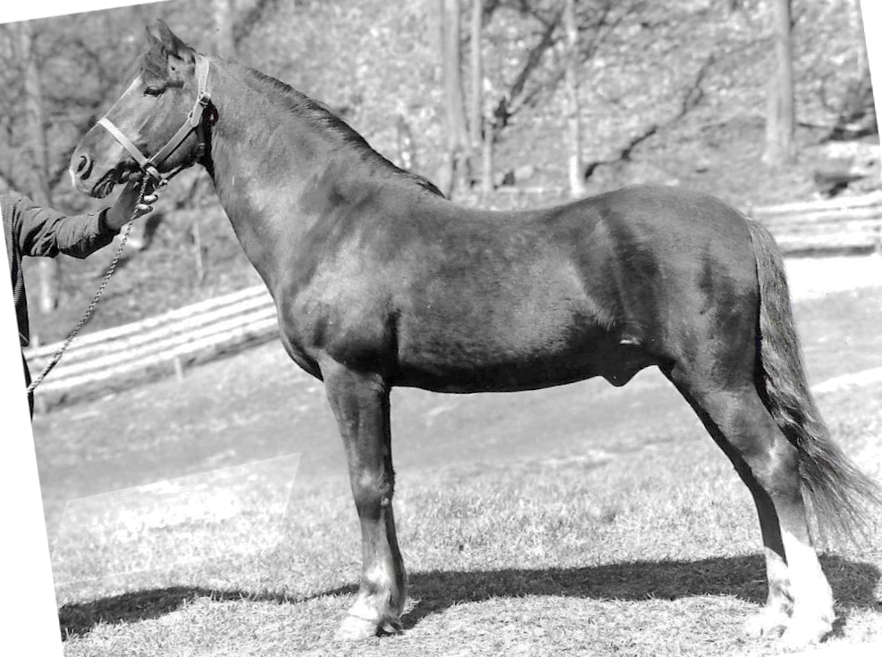 Lippitt Ethan Ash-02