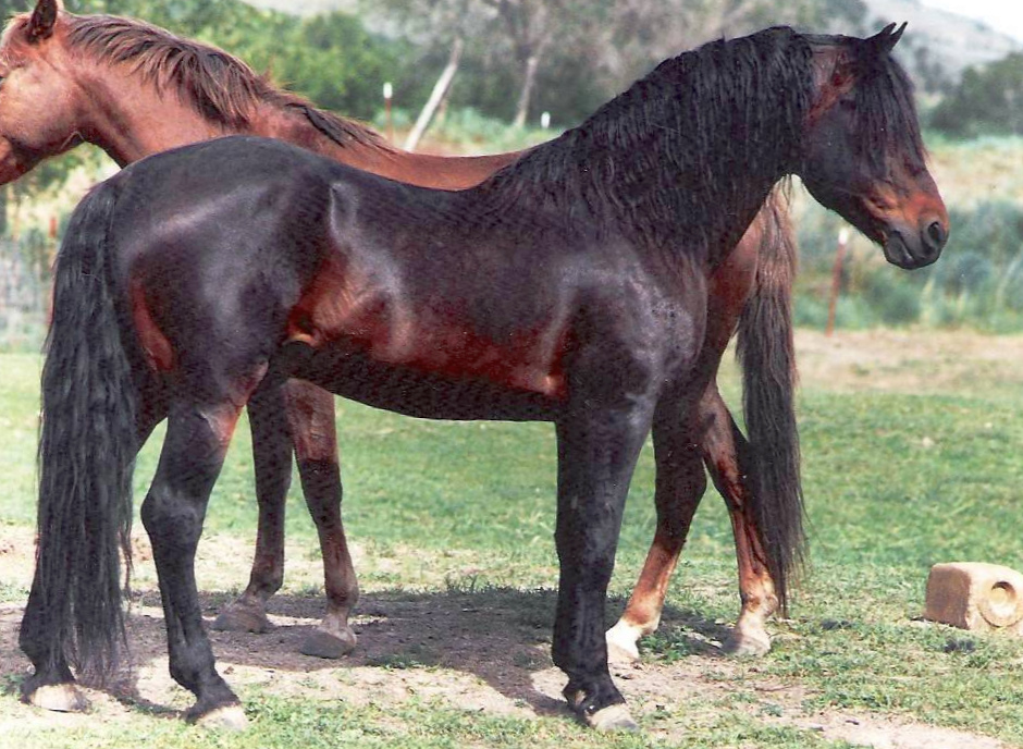 Meredith Bilirubin-03