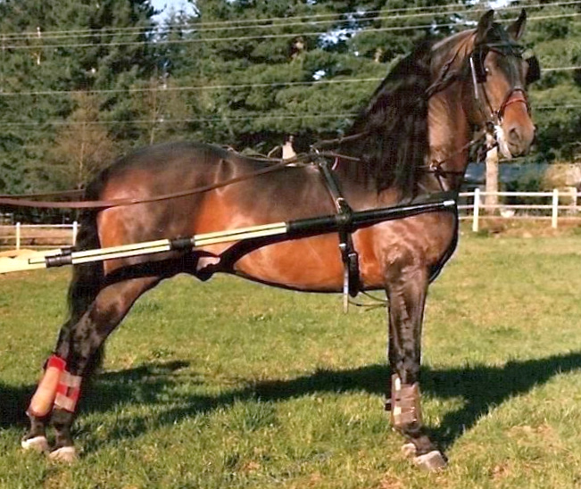 Meredith Bilirubin-04