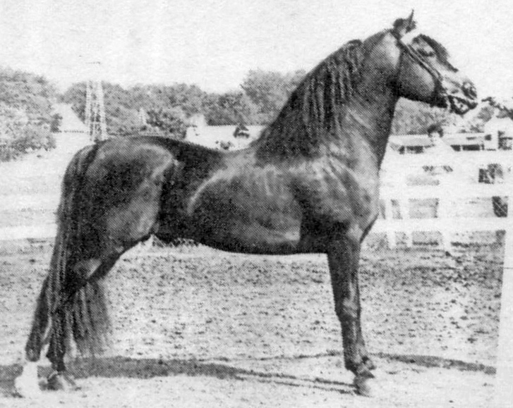 Moro Hill's Adonis-01