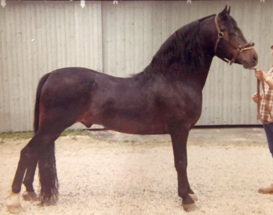 Moro Hill's Adonis-02