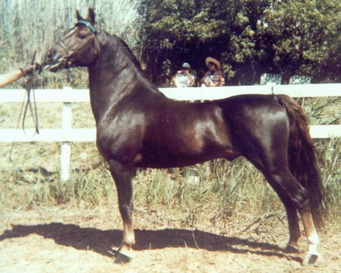 Rohan Mighty Mouse-01