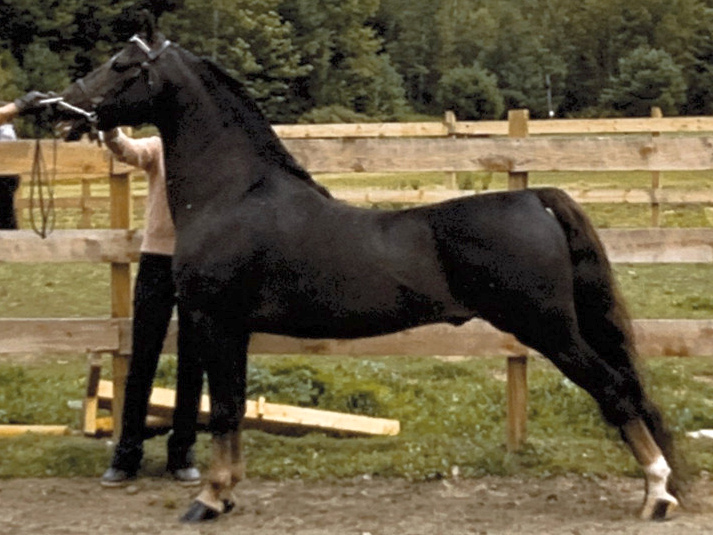 Rohan Mighty Mouse-02