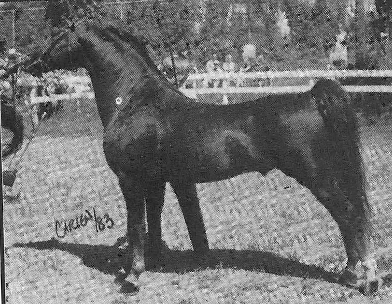 Rohan Mighty Mouse-03